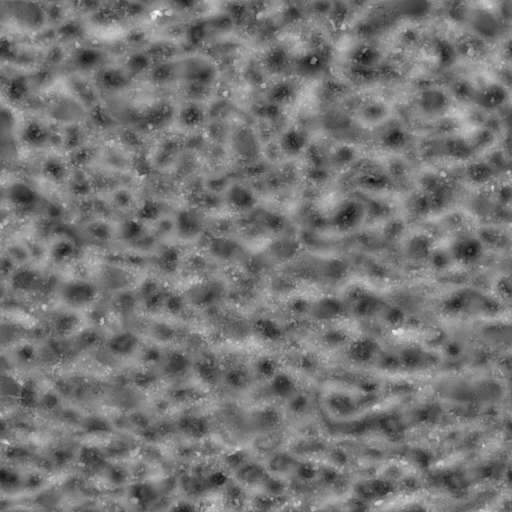 Beach Pebbles Ground 250x250 Height