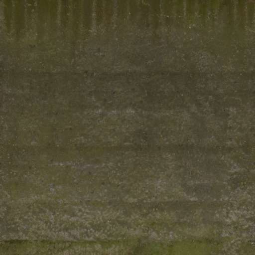 Concrete Wall Mossy 200x200 Albedo