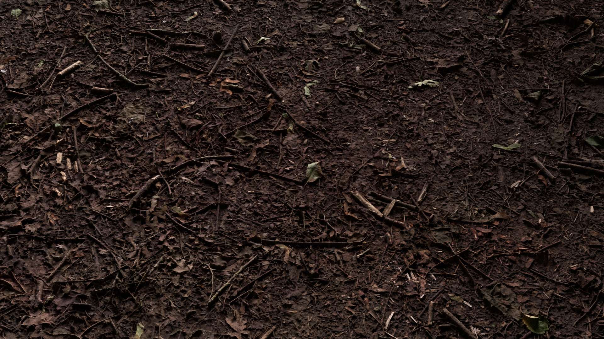 Forest Ground Mixed 200x200 Close Preview