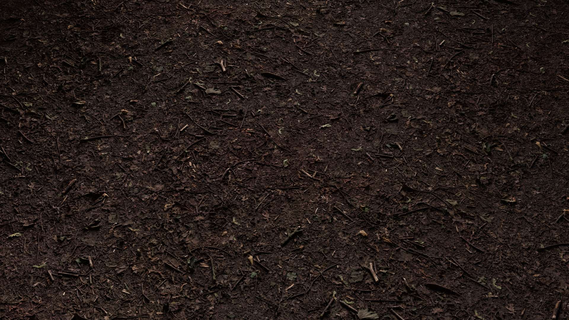 Forest Ground Mixed 200x200 Wide Preview