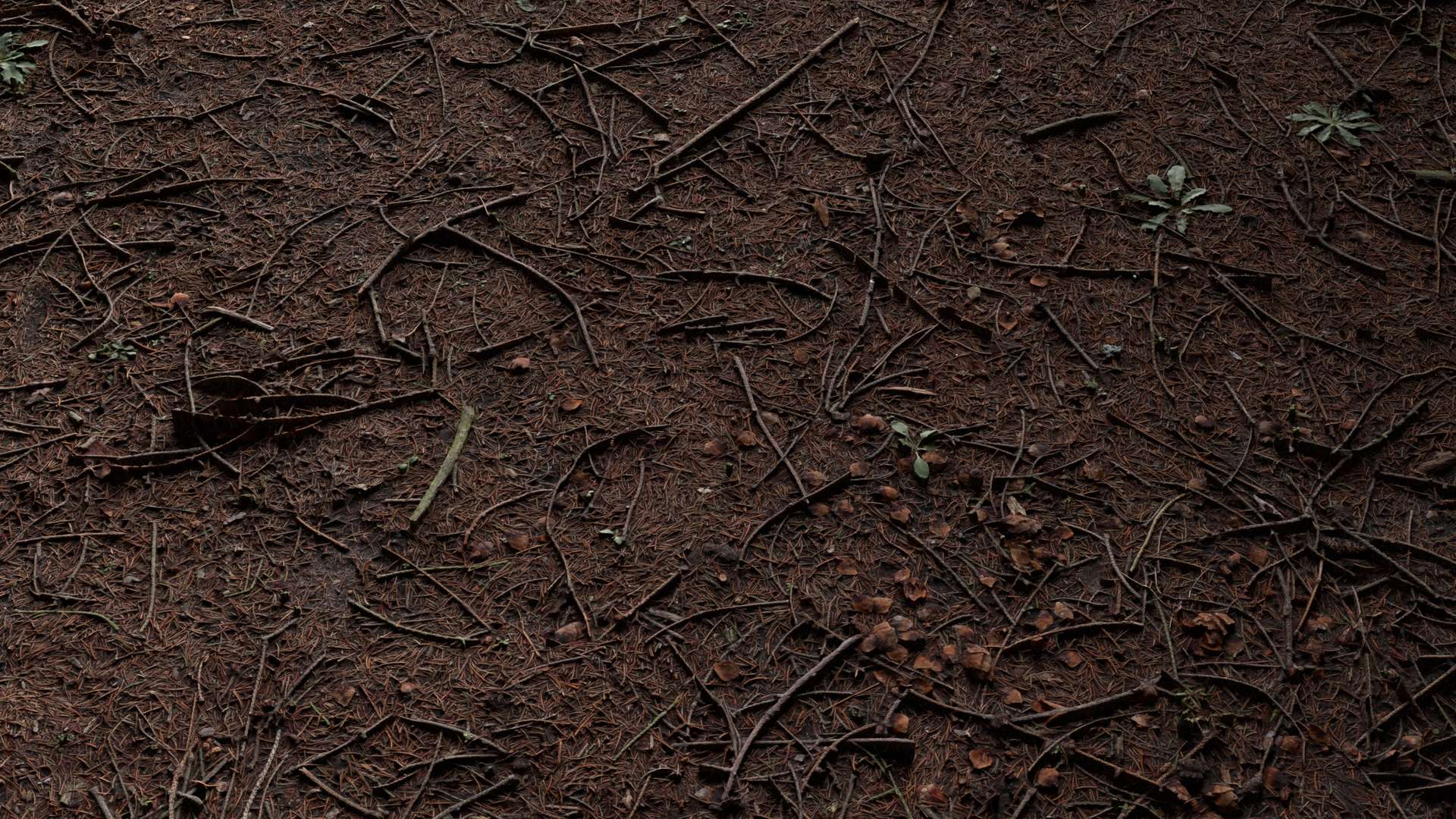 Forest Ground Pine 200x200 Close Preview