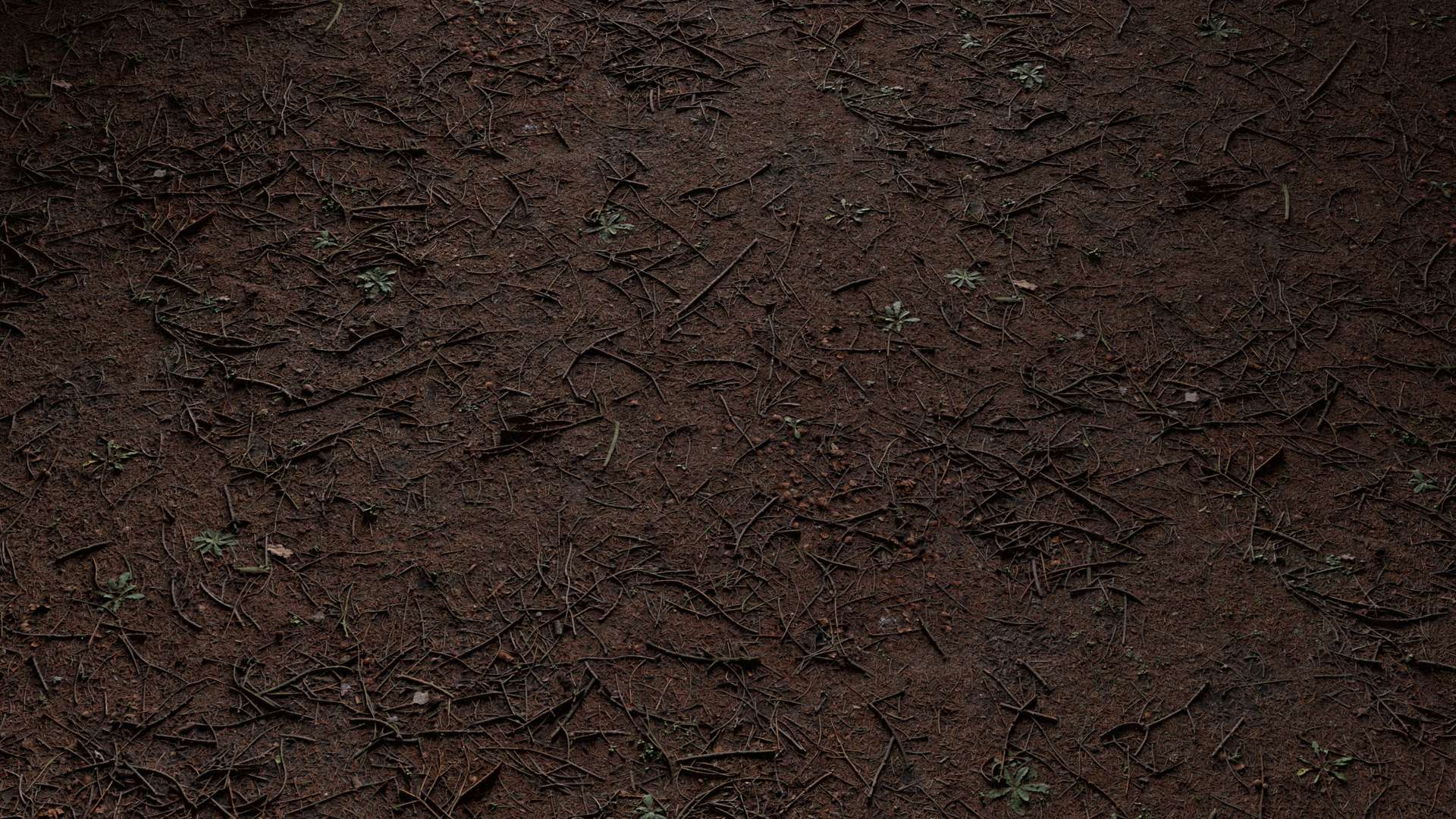 Forest Ground Pine 200x200 Wide Preview