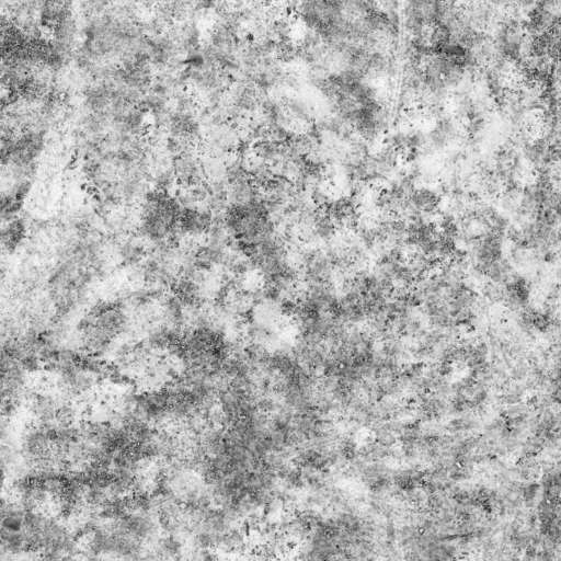 Gravel Ground Tire Tracks 200x200 Ambient Occlusion