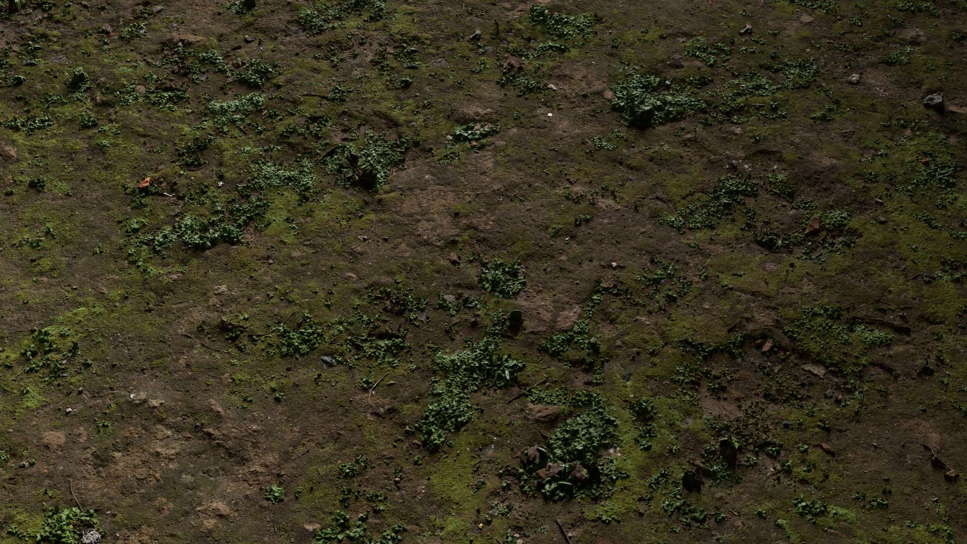 Mossy Ground Mixed 200x200 Close Preview