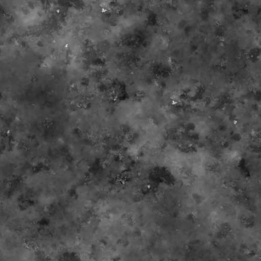 Mossy Ground Mixed 200x200 Height