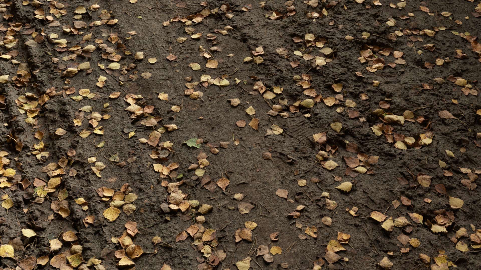 Sand Path Ground Leaves 250x250 Close Preview
