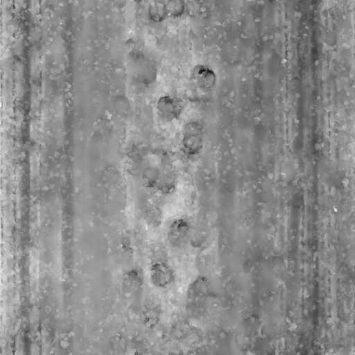 Sand Path Ground Leaves 250x250 Height