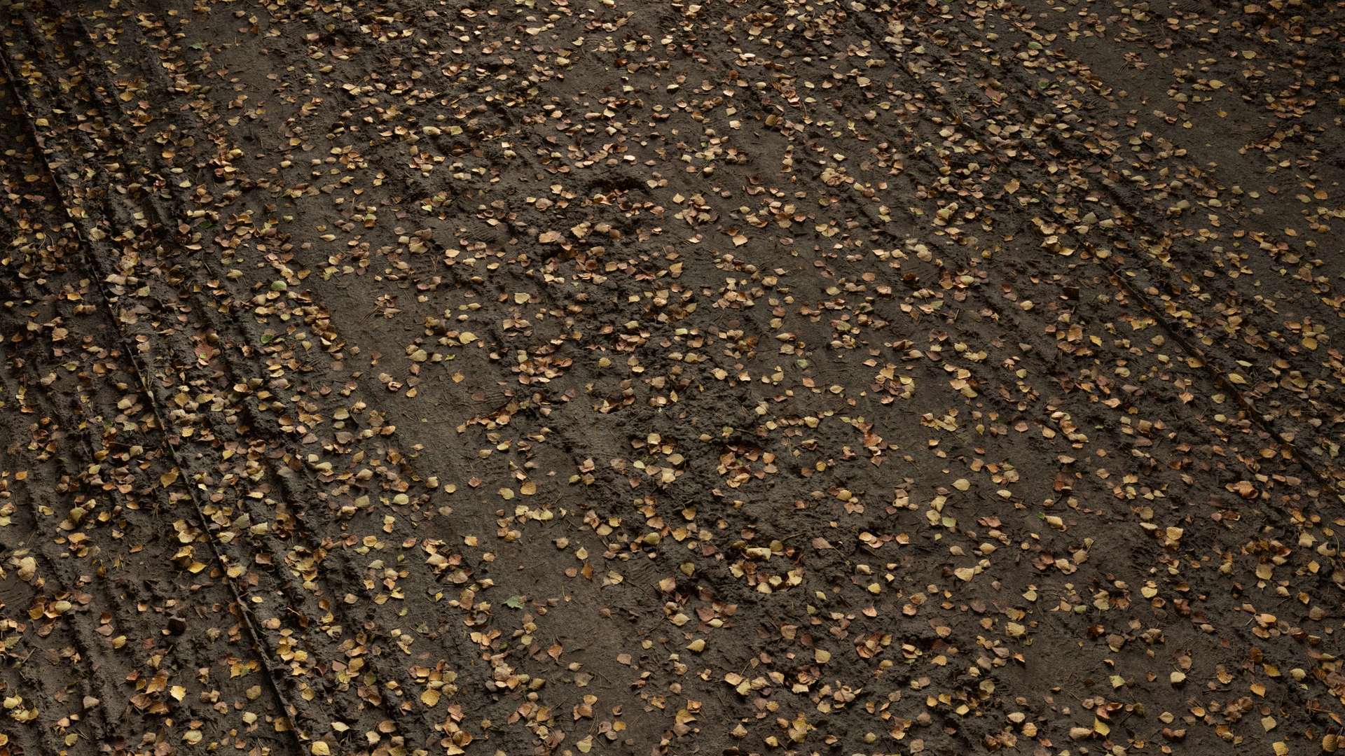 Sand Path Ground Leaves 250x250 Wide Preview