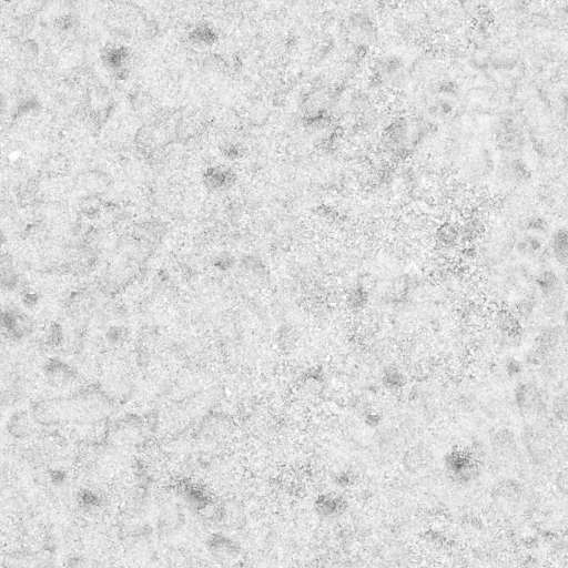 Sea Shells Ground 200x200 Ambient Occlusion