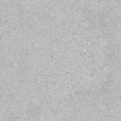 Sea Shells Ground 200x200 Roughness