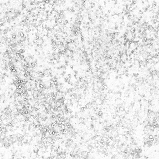 Soil Ground Rocky 200x200 Ambient Occlusion